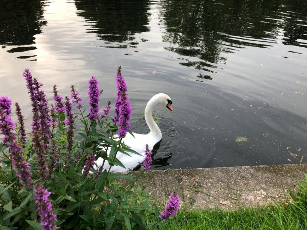 Serene Spacious Room Staines-upon-Thames Εξωτερικό φωτογραφία